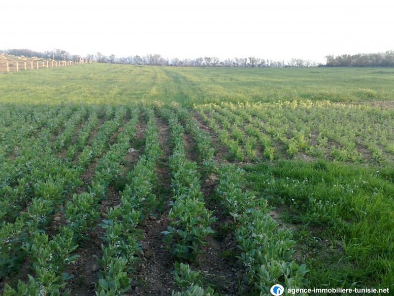 terrain agricole a vendre